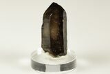 Smoky Quartz Crystal with Spessartine Garnets - China #191535-1